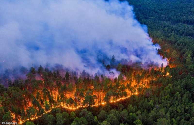 На территории округа установился 4 (ВЫСОКИЙ) класс пожарной опасности лесов по погодным условиям